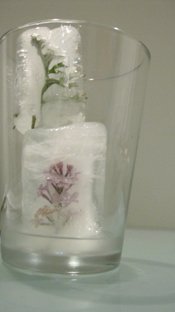 photography copyright begoña muñoz 2014 courtesy from the artist to klauss van damme official website all rights reserved 