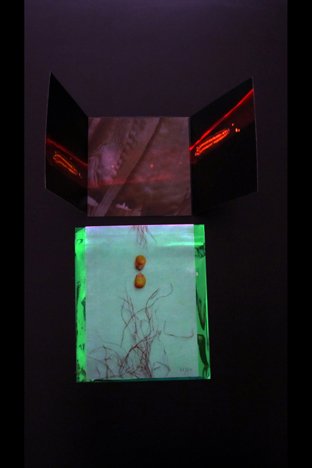 copyright begoña muñoz 2011 courtesy from the artist to klaussvandamme official website all rights reserved