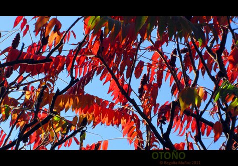 copyright begoña muñoz 2011 all rights reserved vegap