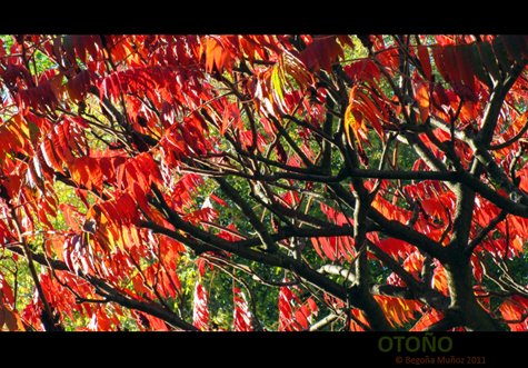 copyright begoña muñoz 2011 all rights reserved vegap