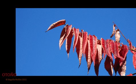 begoña muñoz 2011 all rights reserved vegap