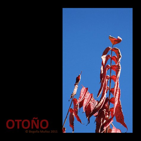 copyright begoña muñoz 2011 all rights reserved vegap