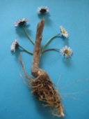 primavera cortesia nel amaro courtesy from the artist to klauss van damme all rights reserved vegap